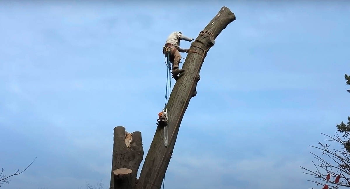 Tree chopping service climber performing dangerous tree takedown in Beaumont garden