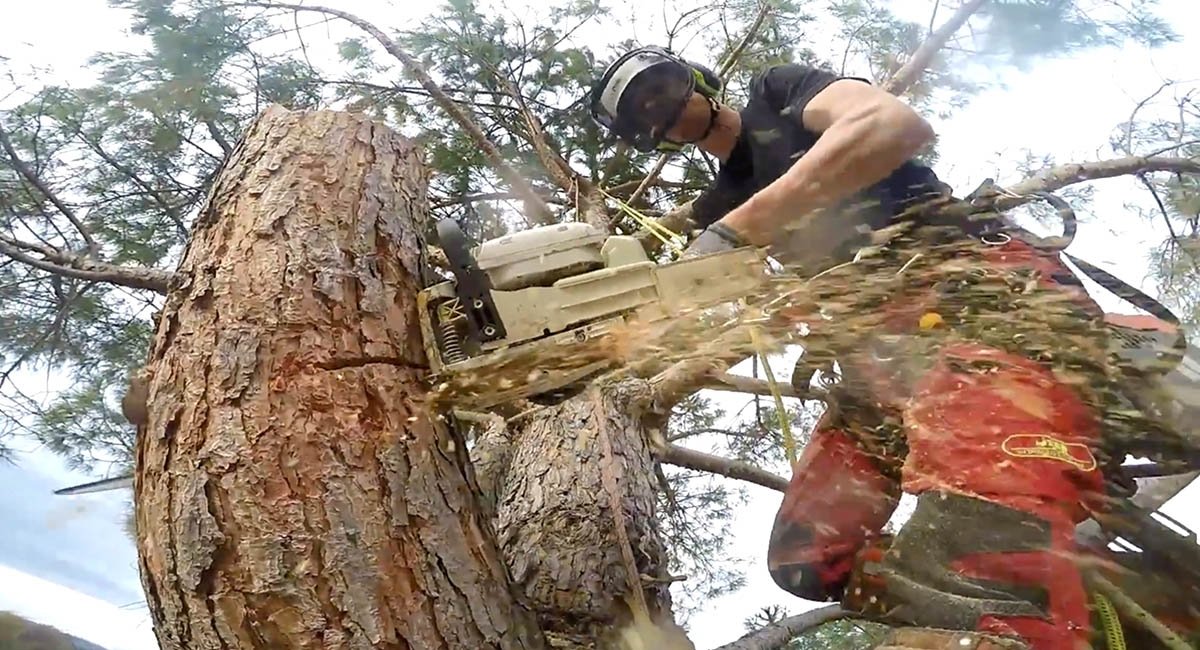 Tree cutting professional safely cutting large pine trunk with chainsaw