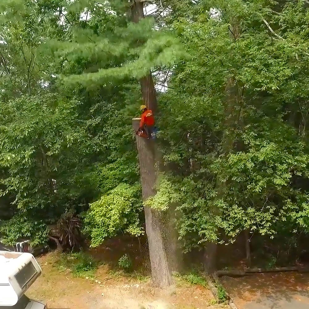 Tree removal service in Beaumont TX residence cutting down a huge Oak tree